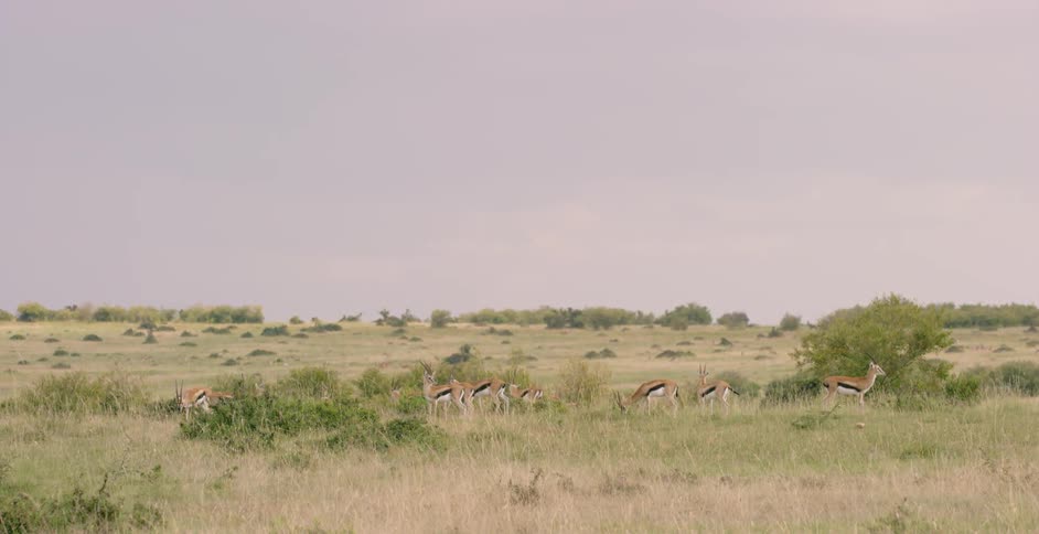 Thomson's gazelle are all grazing together in the grass