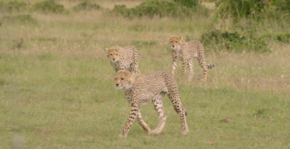 Cheetahs walking through a field