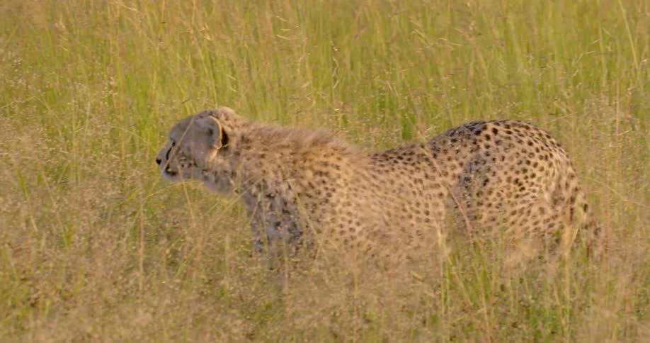 A cheetah is walking through grass