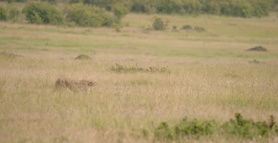 Cheetah prowls in a grassy field