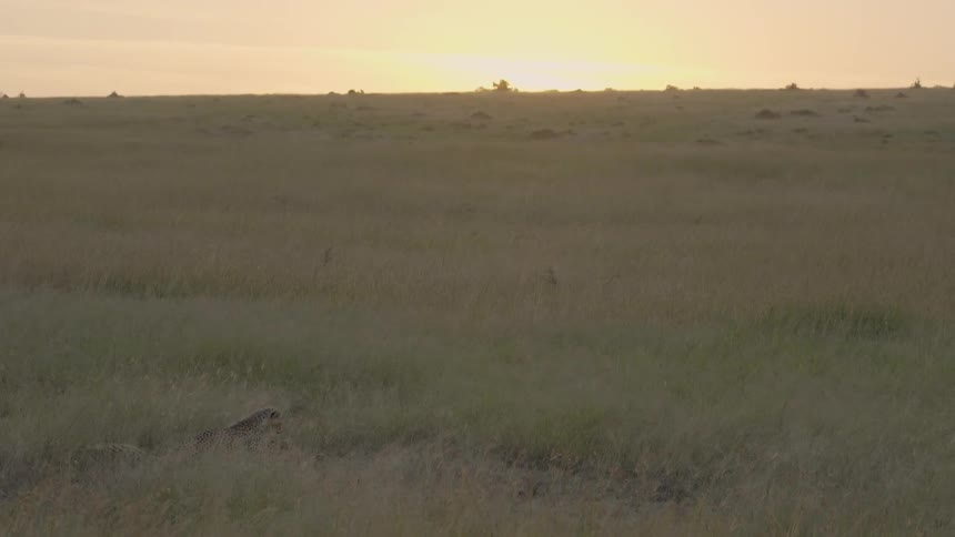 Cheetah sits in tall grass and gets up