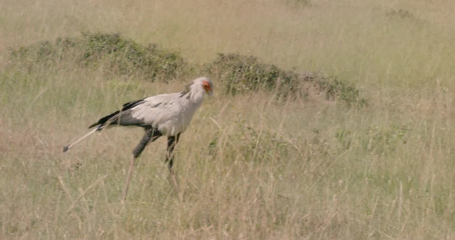 Bird walking in a field