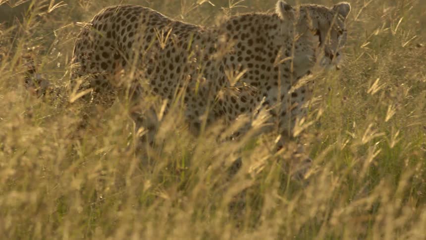 A cheetah is walking through the tall grass on a very sunny day
