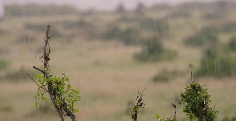 Rain falls on a rural field