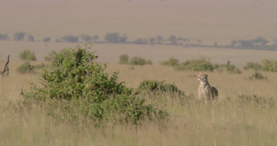 A cheetah is looking for food