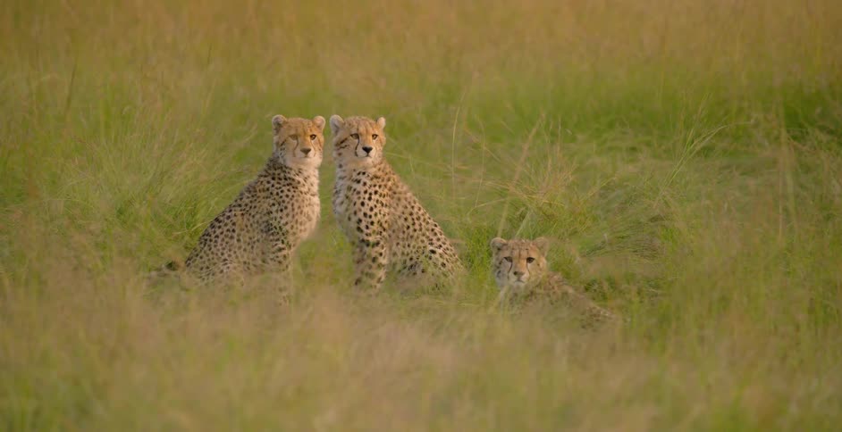 Three cheetahs are sitting together on the plains