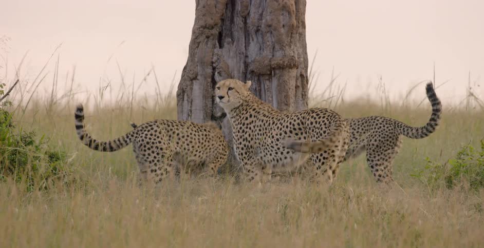 A pack of cheetahs are sniffing around a tree