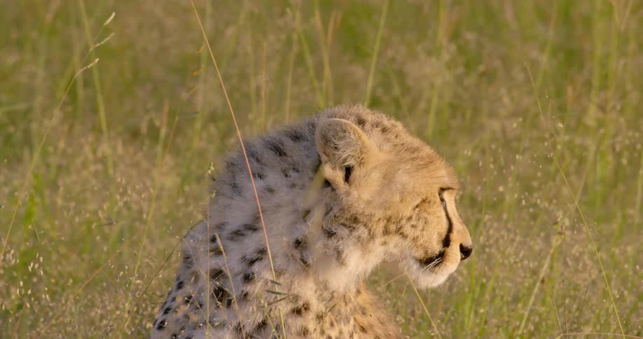 A cheetah is sitting in grass