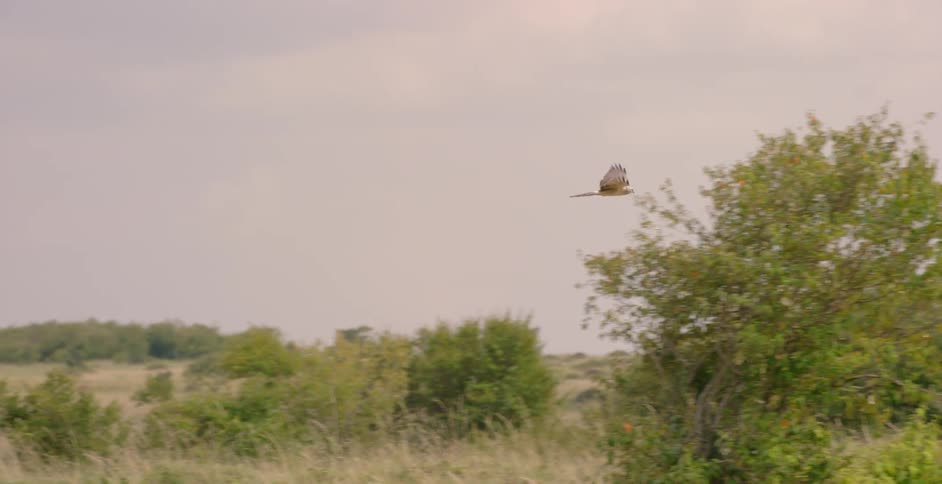 Bird soars over a field