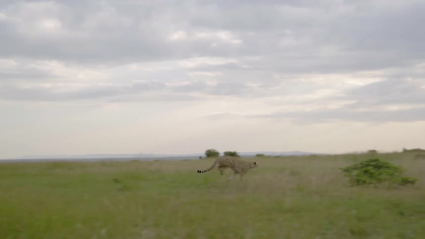 Two cheetahs run past a truck in the grass