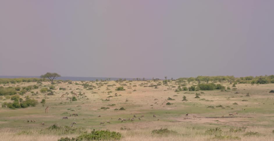 A savannah