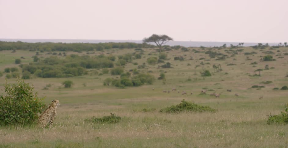 A cheetah looks out over the vast grass field
