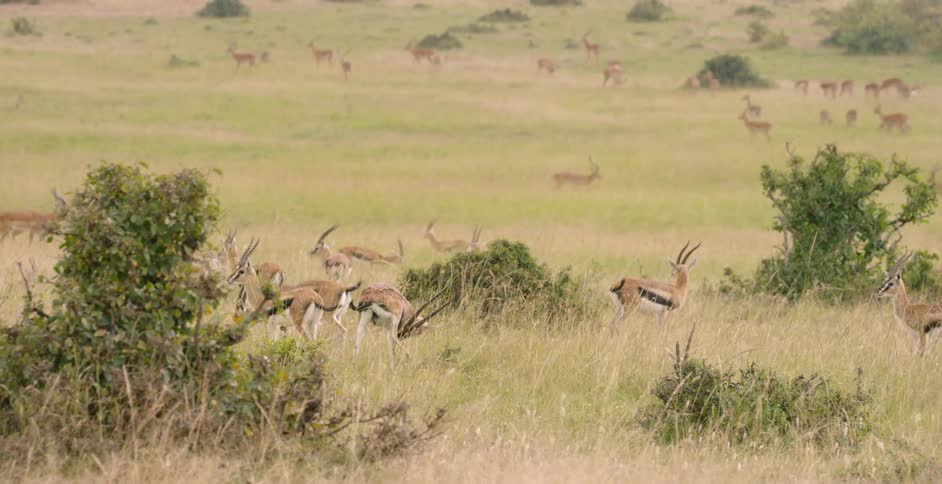 Thomson's gazelle walk across a savannah