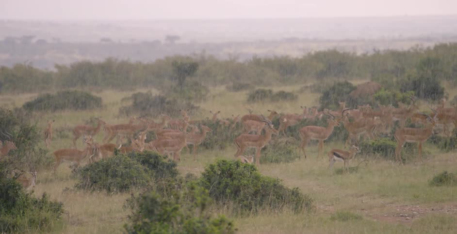 A herd of impala are looking for food while its raining