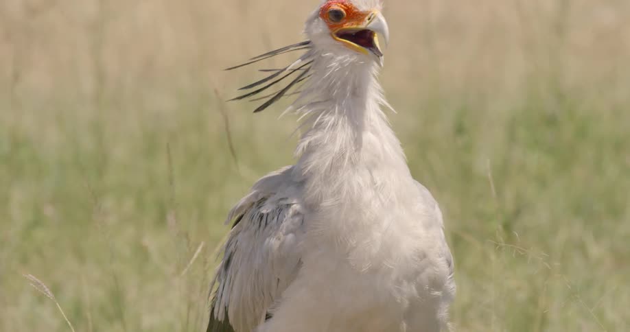 Secretary bird with white and black feathers is looking around