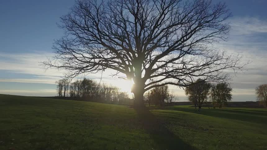 A large tree sits on a green field