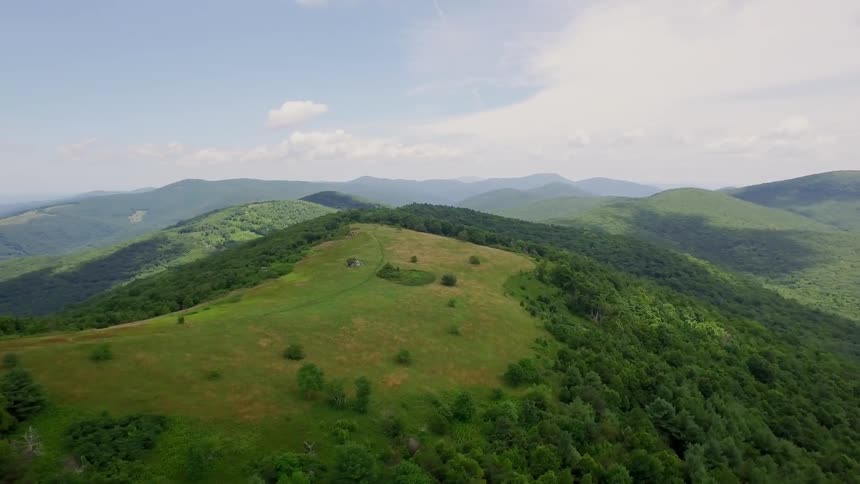 A lush green forest is growing next to a pasture