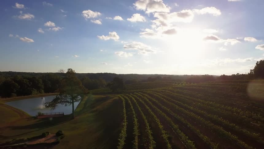 The sun shines on a vineyard