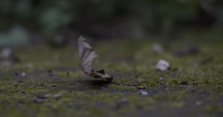 A leaf is blown away by the wind
