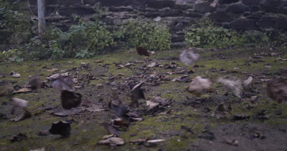 Trash and leaves blowing across the ground