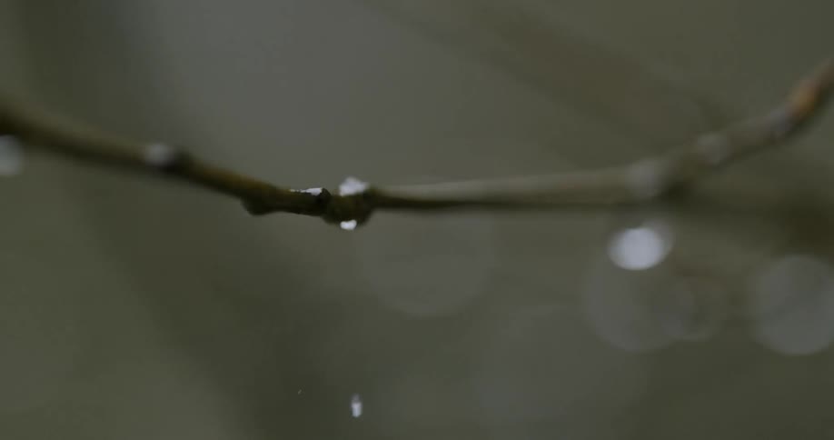 A drop of water falls off a shaking tree branch during the day