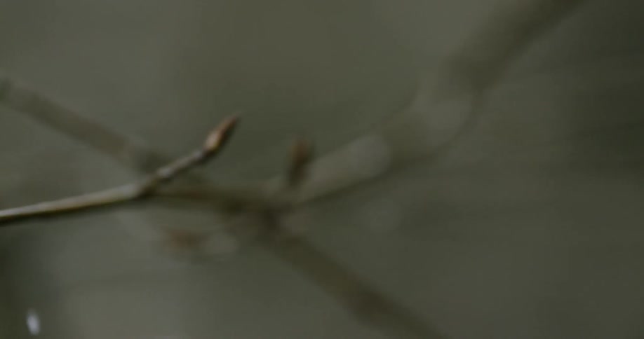 Water drops are falling from branch