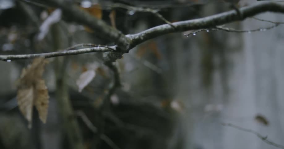 The dead leaves on the tree are covered with water as it rains