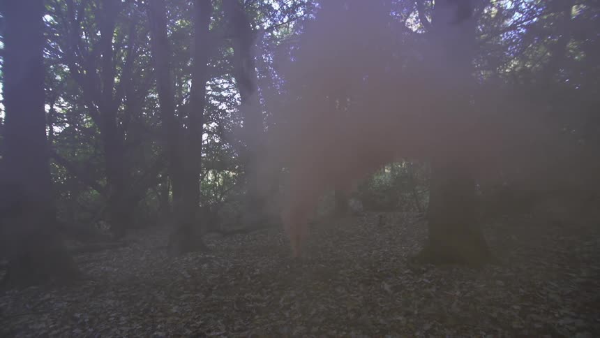 Smoke floats inside the forest