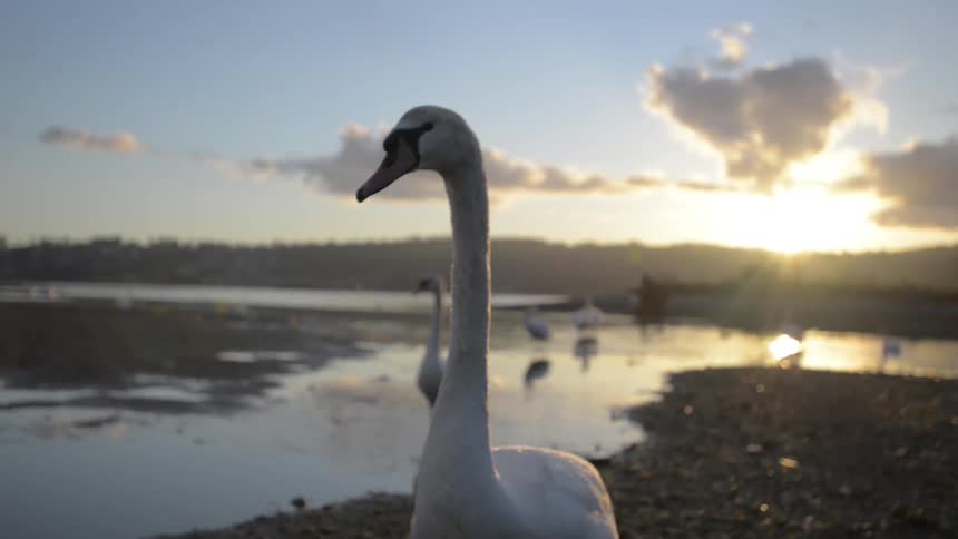 Swans at a lake
