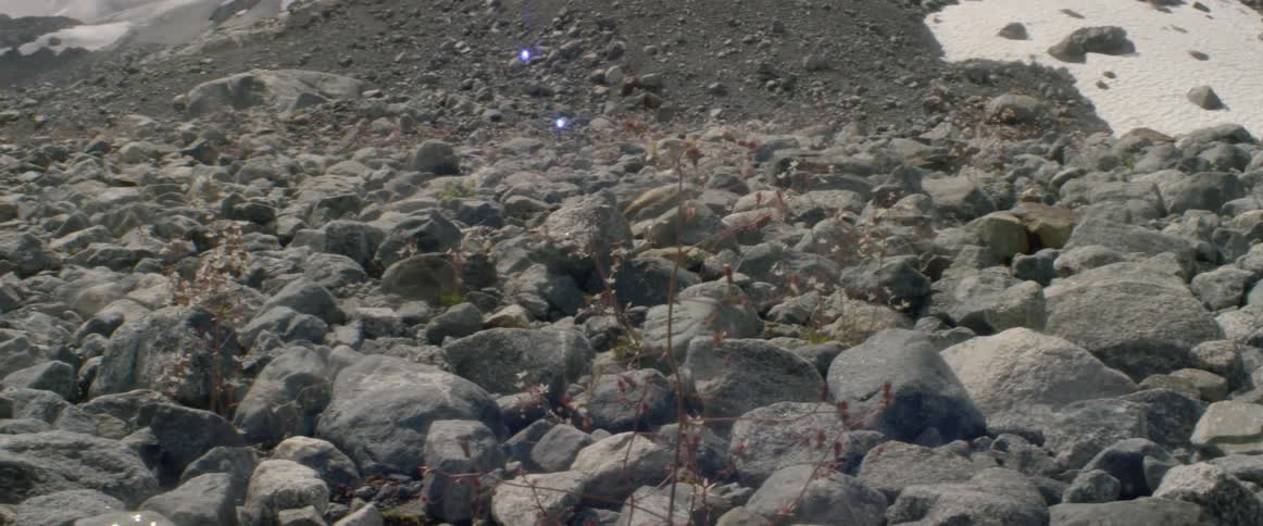 Twigs growing out of rocks blowing in the wind