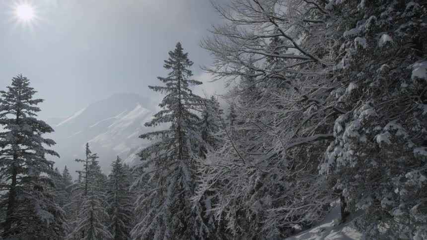 Trees cover a snowy mountainside