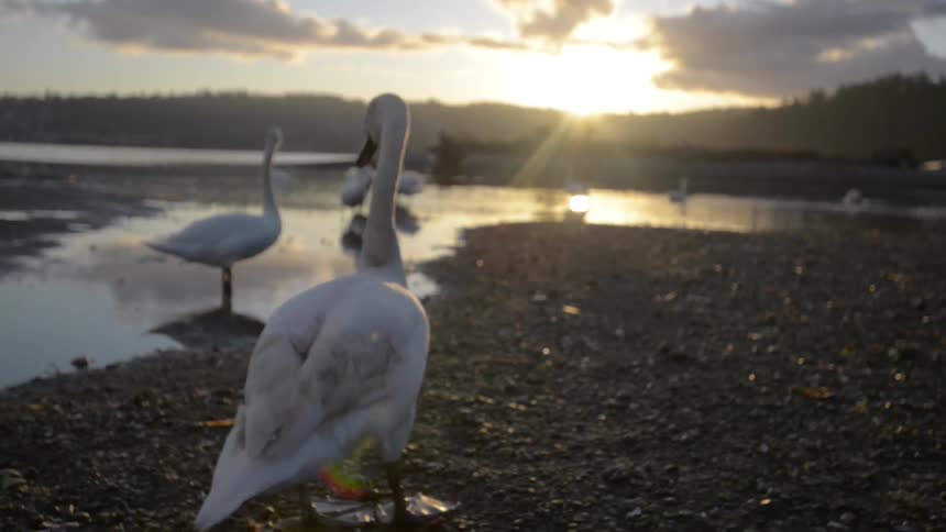Swan at lake waddling