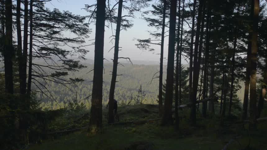 A person bikes through a forest