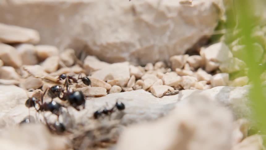 The large black ants crawl over the rocks