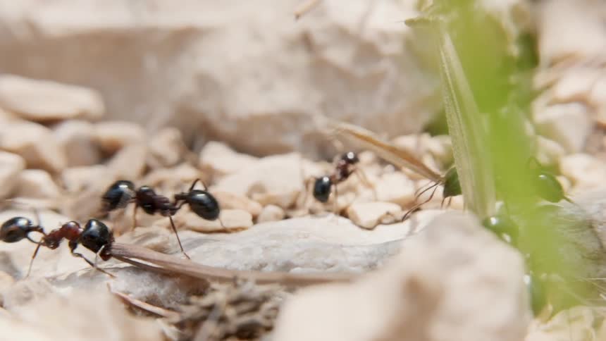 Ants crawl on rocky ground
