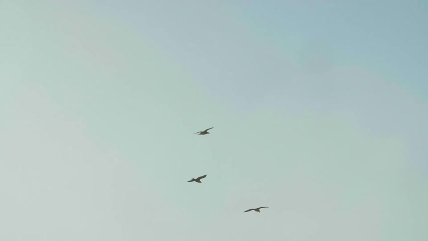 Birds are flying over ocean