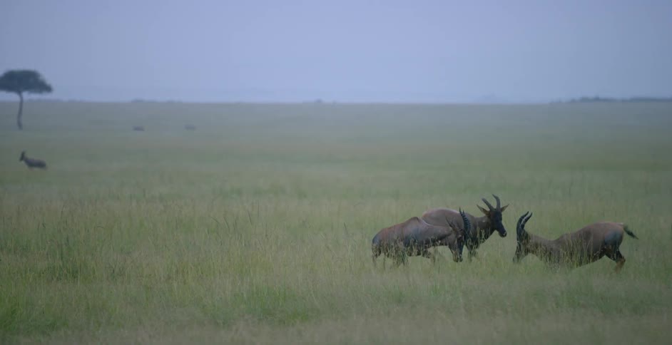 Two topi are fighting running into each others horns