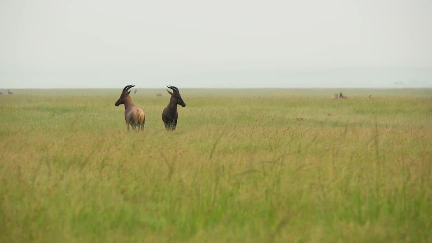 Two topi stand side by side in the tall grass ahead