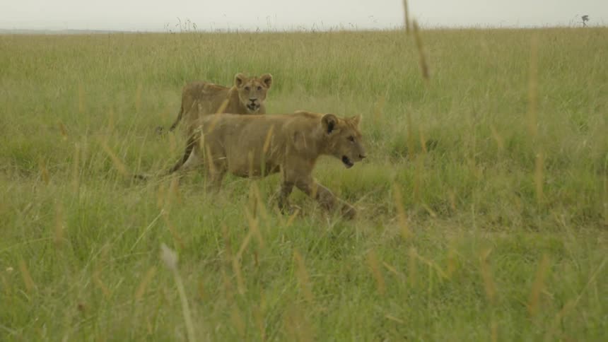 Lion cubs lay and walk around in the grass together