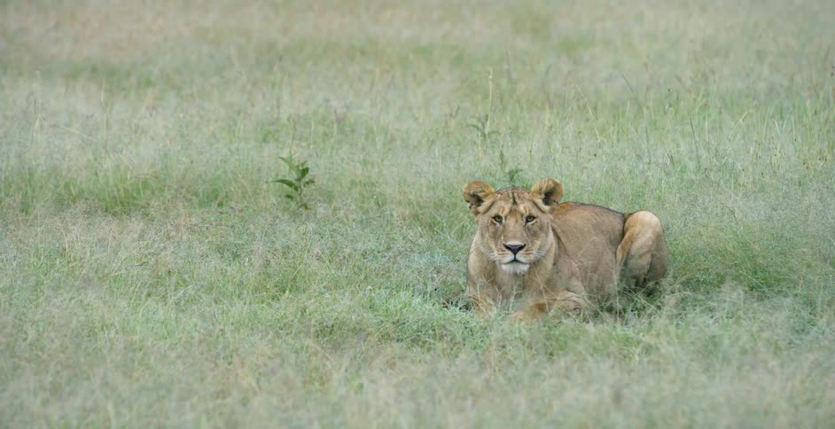 A lion lays in a field