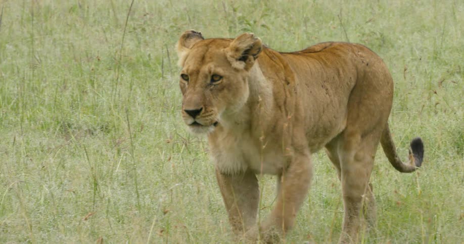 A lioness walks slowly in the tall grass