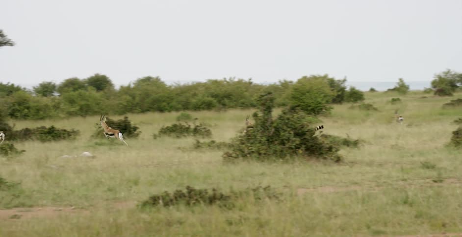 A cheetah is running across the plains towards a thomson's gazelle