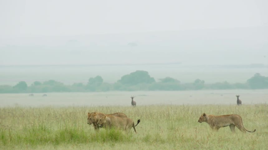 A group of lions are walking together in line over the grass on a foggy day