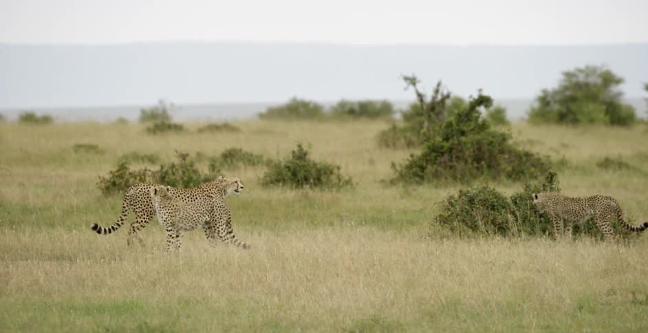 A cheetah walks between her two cubs during the day