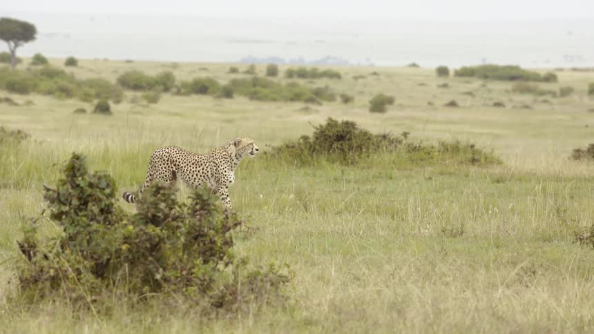 A cheetah is walking around