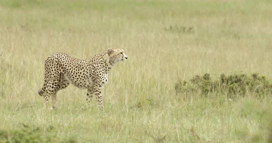 A cheetah is sauntering through the tall grass