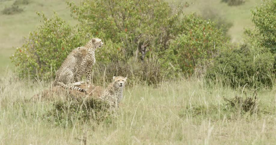 Cheetahs sit on a boulder during the day