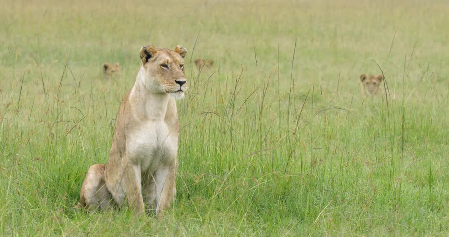 A large lion stands in the grass as others watch on from behind