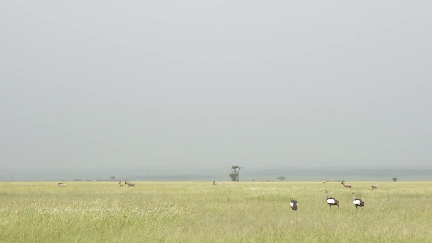 Grey crowned crane and antelopes walk around on different parts of this large field