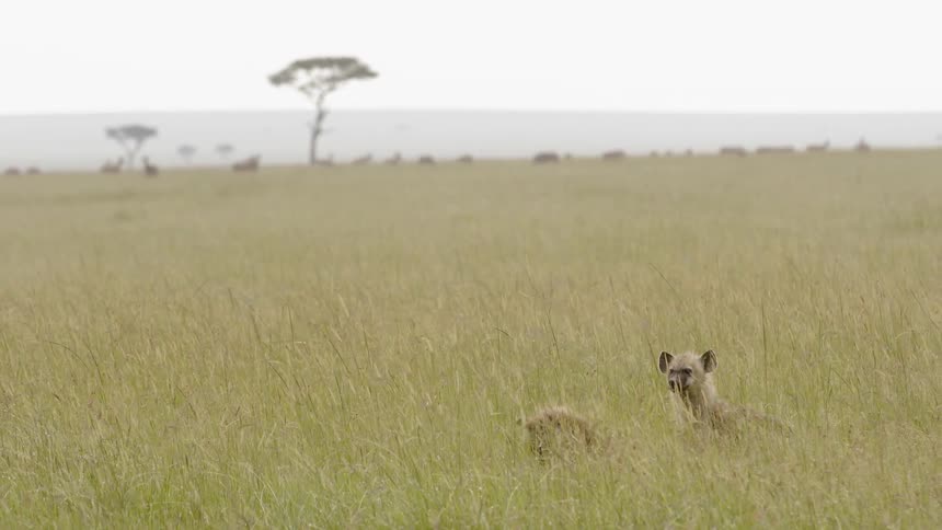 Two hyenas are sitting in the tall grass